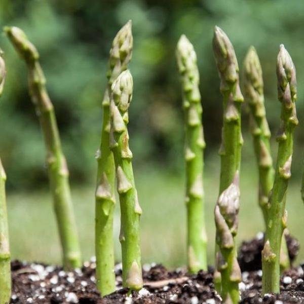 Asparagus Seeds