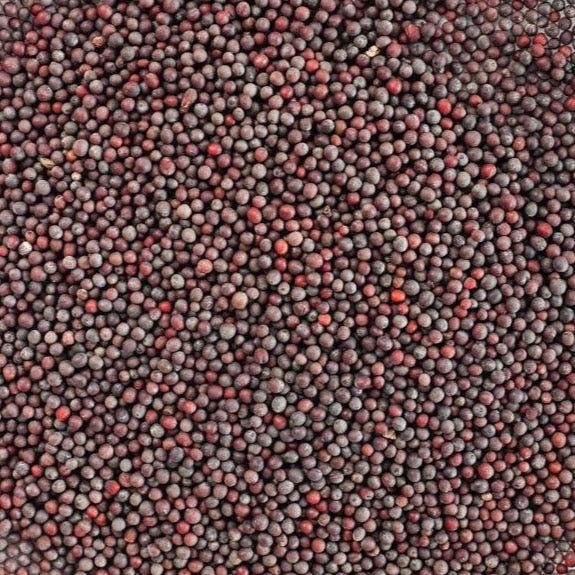 Black Mustard Seed Pods