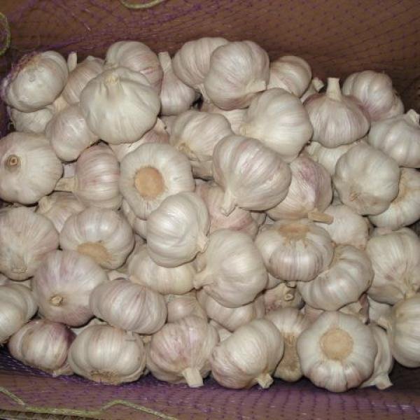 Allium Sativum (Wild Garlic)